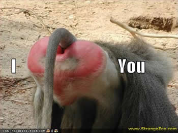 Baboon Butt Valentines Day